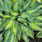 Stand By Me Hosta Plants online shopping