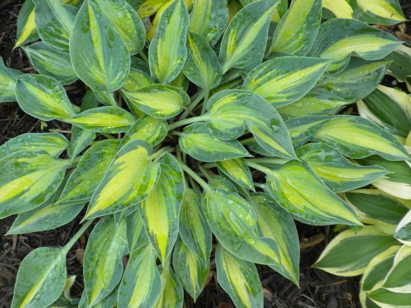 Stand By Me Hosta Plants online shopping