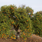 Fremont Mandarin Plant citrus plant material online shopping