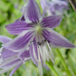 Stiletto Hosta Plants online shopping