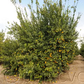 Dr. Strong Nucellar Lisbon Lemon Budwood citrus plant material online shopping