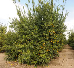 Dr. Strong Nucellar Lisbon Lemon Budwood citrus plant material online shopping