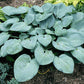 Skylight Hosta Plants online shopping