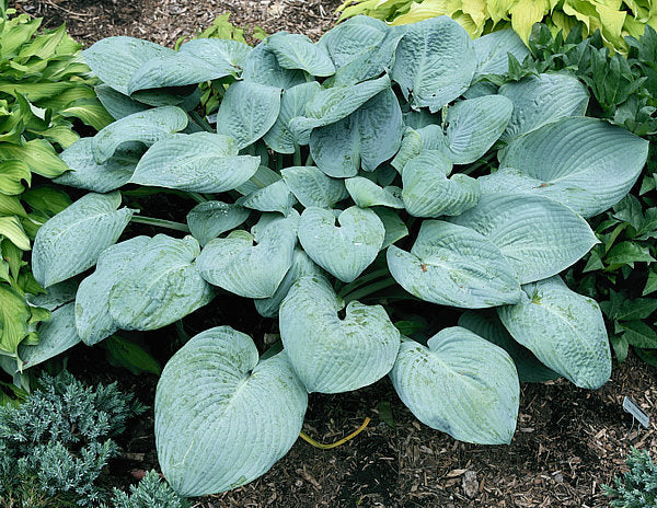 Skylight Hosta Plants online shopping