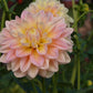 Sheer Heaven Dahlia