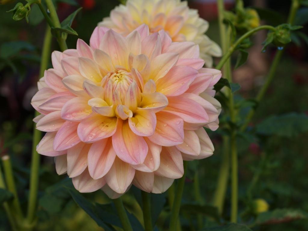 Sheer Heaven Dahlia