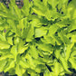 Jiminy Cricket Hosta Plants online shopping