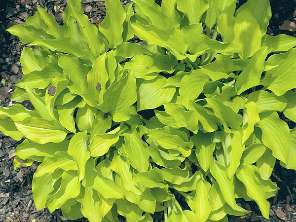 Jiminy Cricket Hosta Plants online shopping