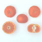 Yosemite Gold Mandarin Budwood citrus plant material online shopping