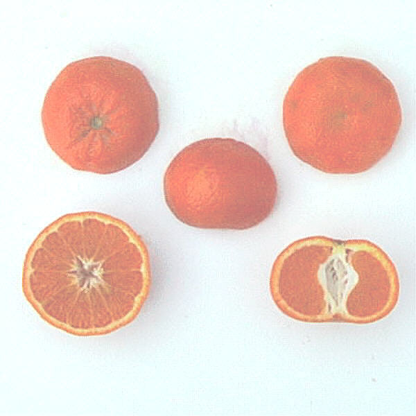 Yosemite Gold Mandarin Budwood citrus plant material online shopping