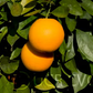 Frost Washington Navel Orange Budwood citrus plant material online shopping