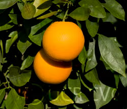 Frost Washington Navel Orange Budwood citrus plant material online shopping