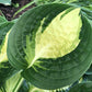 Warwick Comet Hosta Plants online shopping