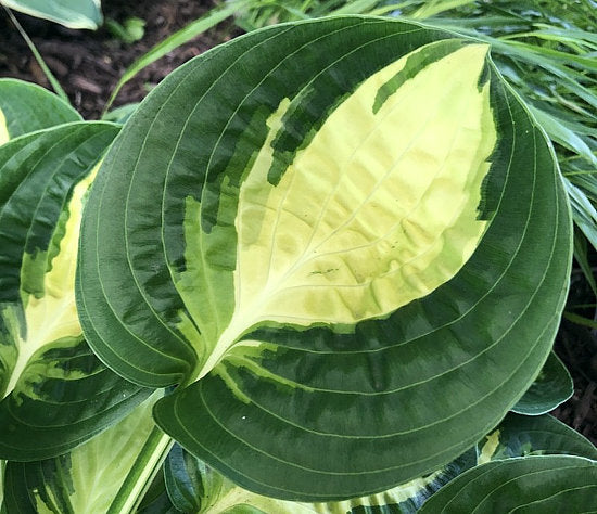 Warwick Comet Hosta Plants online shopping
