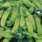Oregon Sugar Pod II Snow Pea