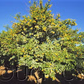 Yuzu Ichandrin Papeda Hybrid Budwood citrus plant material online shopping