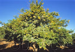 Yuzu Ichandrin Papeda Hybrid Budwood citrus plant material online shopping
