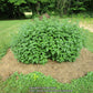 Catnip seeds online shopping