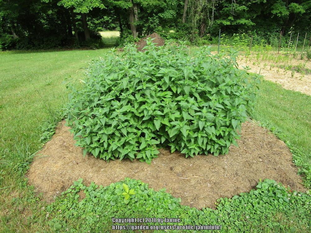 Catnip seeds online shopping