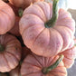 Porcelain Princess F1 Pumpkin Seeds online shopping