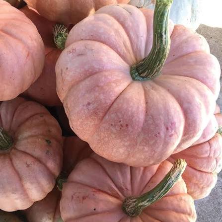 Porcelain Princess F1 Pumpkin Seeds online shopping