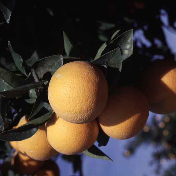 Ruby Blood Orange Budwood citrus plant material online shopping