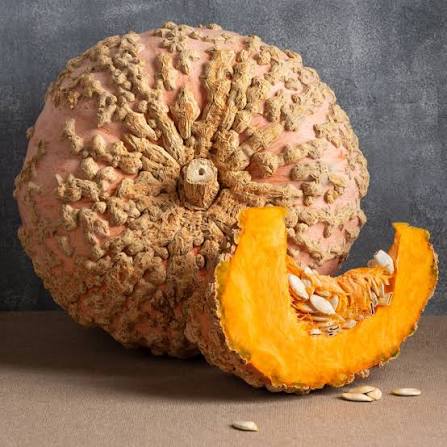 Galeux d'Eysines Pumpkin