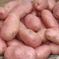 Sarpo Mira Seed Potato online shopping