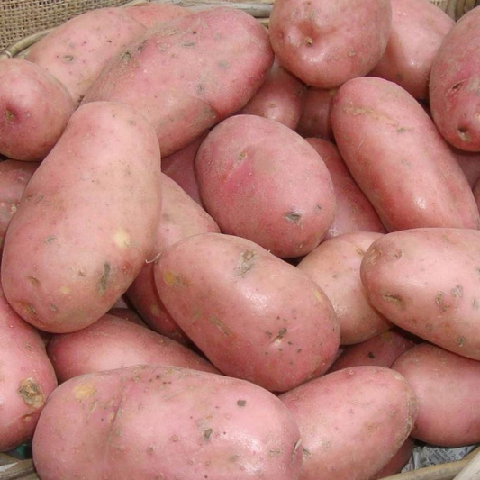 Sarpo Mira Seed Potato online shopping