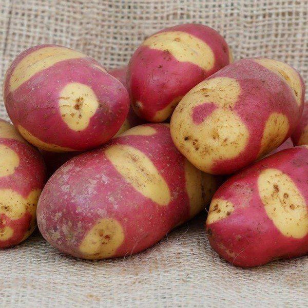 Cheshire Seed Potato online shopping