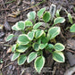 Cameo Hosta