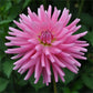Hokey Pokey Dahlia