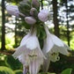 Mint Julep Hosta Plants online shopping