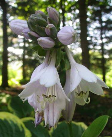 Mint Julep Hosta Plants online shopping