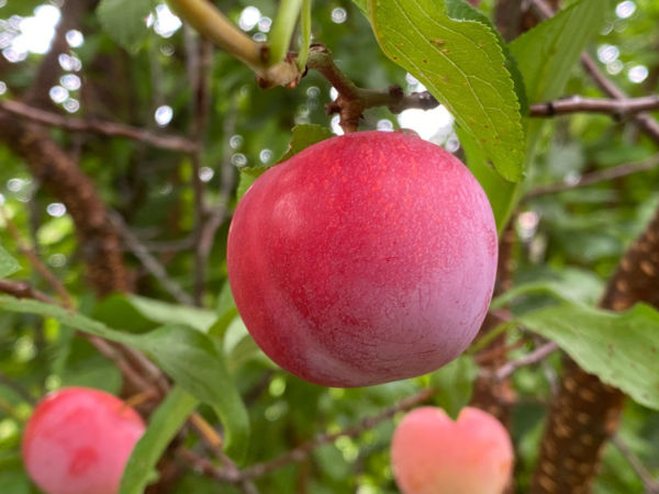 AC™ Haroblush Apricot Hardy Disease Resistant Self Fertile Fruit Tree