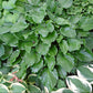 Invincible Hosta Plants online shopping