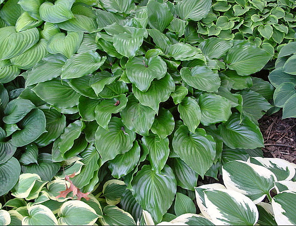 Invincible Hosta Plants online shopping