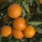 Rio Farms Vaniglia Pigmented Sweet Orange Budwood citrus plant material online shopping