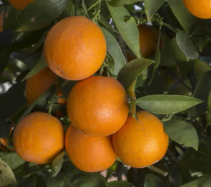 Rio Farms Vaniglia Pigmented Sweet Orange Budwood citrus plant material online shopping