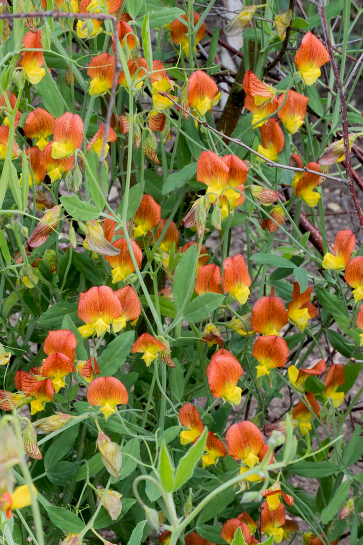 Lathyrus Belinensis seeds online shopping