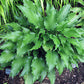 Plum Nutty Hosta Plants online shopping