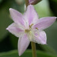 Touchstone Hosta Plants online shopping