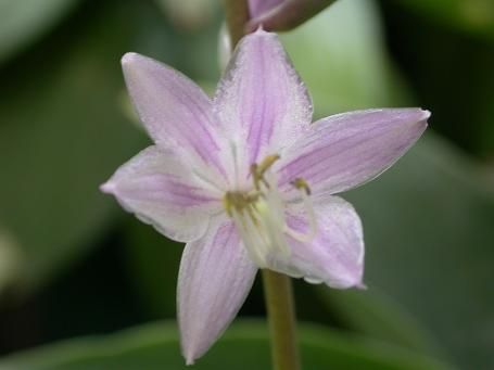 Touchstone Hosta Plants online shopping