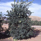 Citrus Hystrix Kaffir Lime Papeda Budwood citrus plant material online shopping