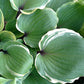 Sugar Cookie Hosta Plants online shopping