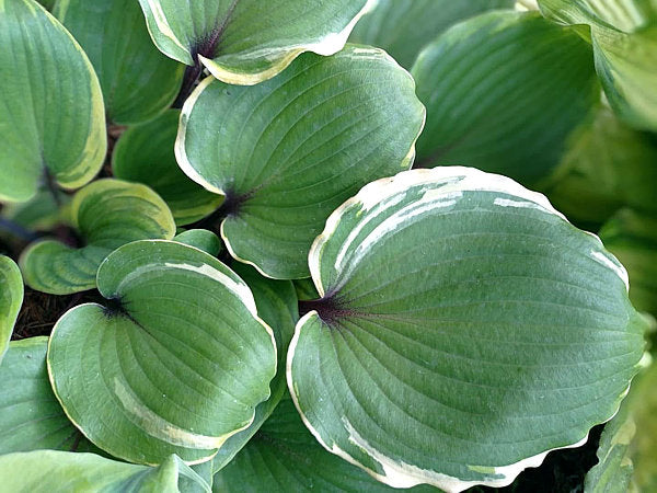 Sugar Cookie Hosta Plants online shopping