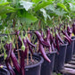 Ping Tung Long Aubergine