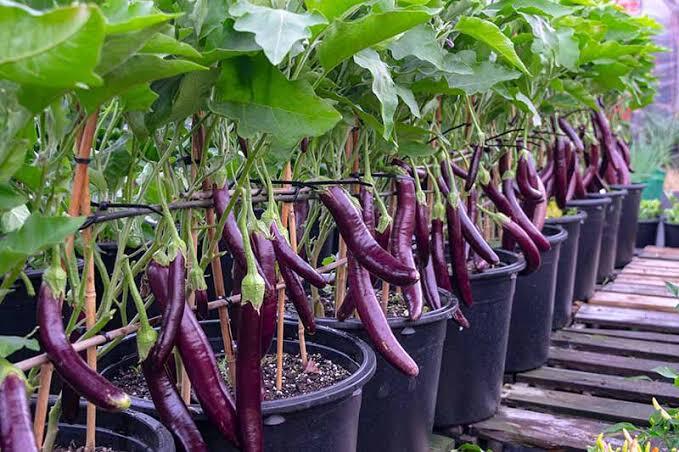 Ping Tung Long Aubergine