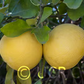 Kao Pan Pummelo Budwood citrus plant material online shopping