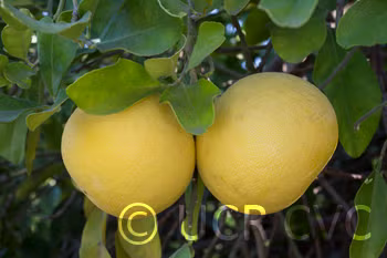Kao Pan Pummelo Budwood citrus plant material online shopping